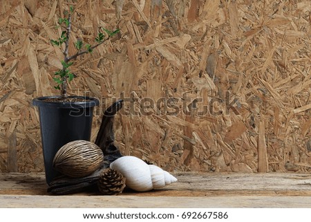 Still life trees and seeds of trees on wooden floor