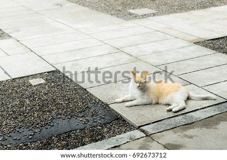 cat lie flat