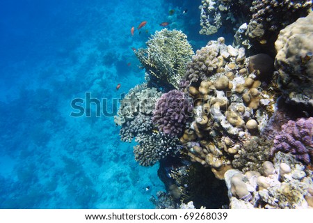 Underwater world. Coral fishes of Red sea. Egypt