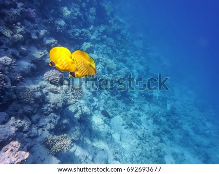underwater world of the Red Sea, two yellow butterfly fish on the background of the seabed and the blue depths of the sea