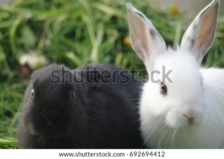 Black and white baby rabbits on green grass.