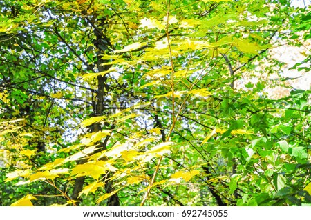 Autumn forest. beautiful colored leaves