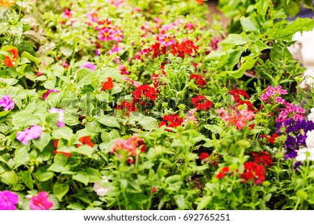 a variety of ornamental flowers, note shallow depth of field