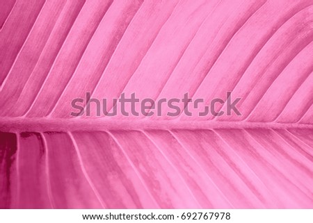 Pink with white and violet or purple color texture pattern abstract background can be use as wall paper screen saver brochure cover page or for presentation background also have copy space for text.