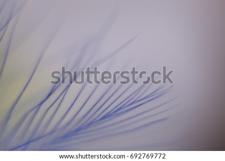 Beautiful abstraction colored bokeh macro feathers White blue