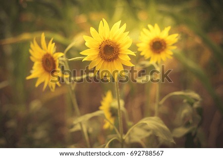 Vintage photo of beautiful sunflowers in the field
