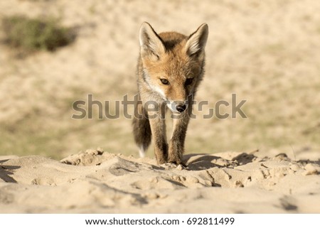 Young Red Fox Standing on the Sand