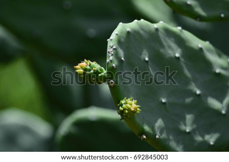 Cactus flower in the tropical city.