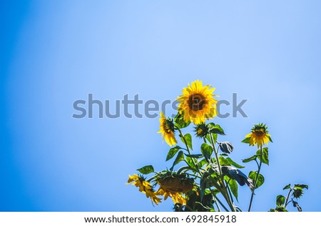 Sunflowers against blue sky