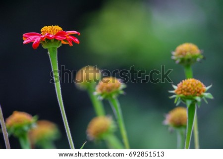Landscape wallpaper of a single blooming flower with red petals rising above other flower buds with no petals.