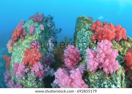 Soft coral pink Under the blue sea