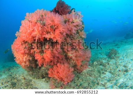 Soft coral pink Under the blue sea