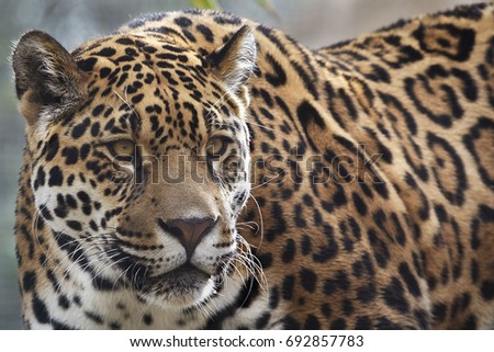 Picture of a wild spotted cat