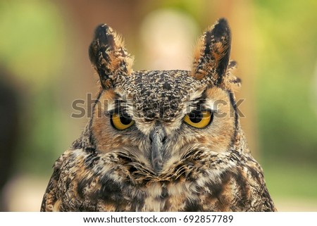 Picture of a beautiful bird, an owl, a piercing look