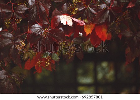 Photo of autumn red leaves