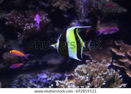 Colorful fish with yellow orange and purple