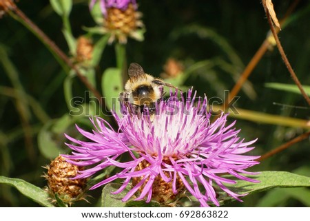 Close-up of the striped orange-yellow and colorful caucasian bumblebee of the plate-toothed Bombus serrisquama sitting on a light-purple flower cornflower in the summer                              