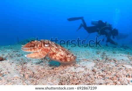 Divers with squid under the blue sea