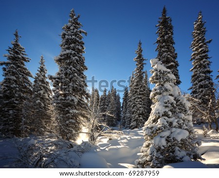 Winter landscape with fur-trees