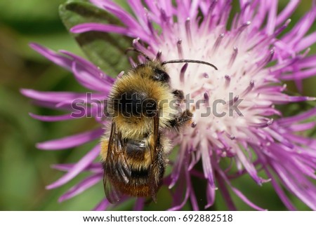 Close-up view from above of a striped orange-yellow and black Caucasian plate-toothed bumblebee Bombus serrisquama sitting on a light-lilac inflorescence cornflower                              
