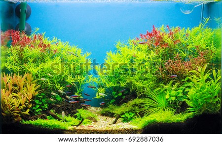 Planted Aquarium with Tropical Fish. such as Cardinal Tetra, Albino Lemon Tetra and Cherry Shrimp