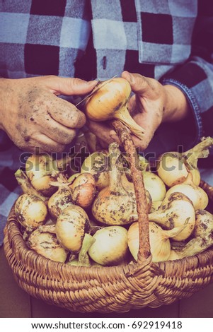 Organic vegetables, farmer with harvested produce. Farmers hands working at harvest the onion.