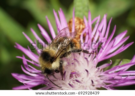 Close-up of middle striped orange-yellow and black Caucasian plate-toothed bumblebee Bombus serrisquama collecting nectar on a cornflower                              