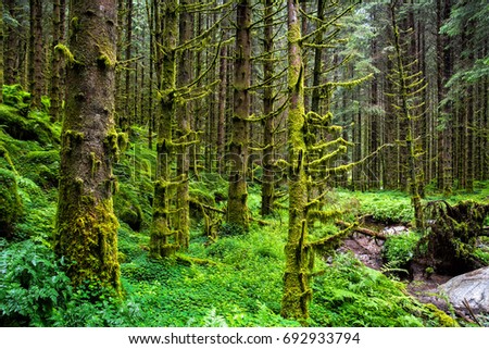 Amazing nature landscape view of north scandinavian pine forest. Forest natural. Location: Scandinavian Mountains, Norway. Artistic picture. Beauty world.