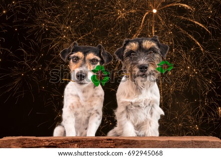 New Year's Eve dog - fortune boats - Jack Russell Terrier