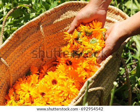harvesting calendula flowers