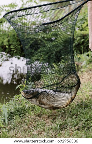 Carp in the fishing net - nature photography