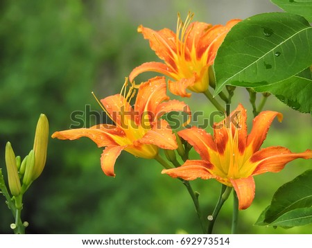 Blooming orange lily in green garden Royalty-Free Stock Photo #692973514