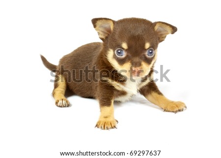 small chihuahua puppy on the white background