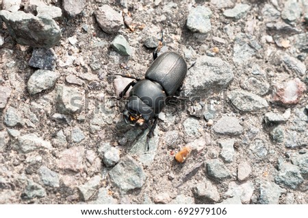 Lesser stag (dorcus parallelipipedus) beetle on ground; UK Royalty-Free Stock Photo #692979106