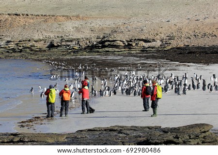 Photographer taking pictures of Gentoo penguins, Saunders, Falkland Islands, Malvinas