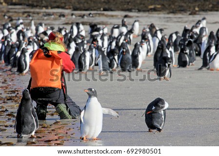 Photographer taking pictures of Gentoo penguins, Saunders, Falkland Islands, Malvinas
