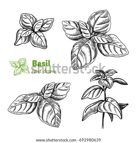 Detailed hand drawn vector illustration of basil plant.  Royalty-Free Stock Photo #692980639