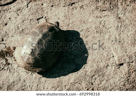 Marsh turtle