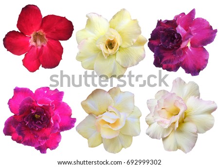 Selection of Various Flowers Isolated on White Background,Collage of gentle rose flowers isolated on white background