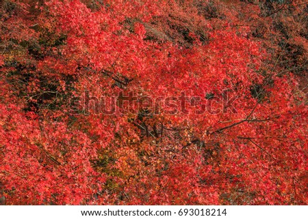 Many yellow maple leaves change colors in the Autumn at Kyoto,Japan