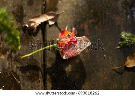 Red and yellow rose frozen in ice and broken on wooden deck