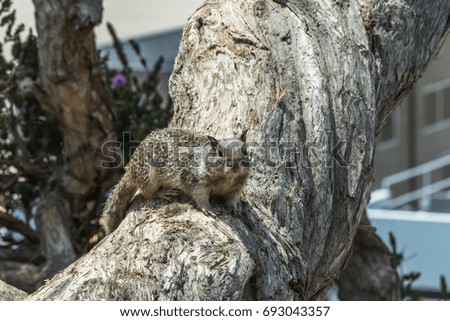 California grand squirrel in a tree	
