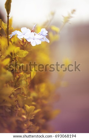 blue little flowers in golden yellow grass. Autumn outdoor vintage natural photo