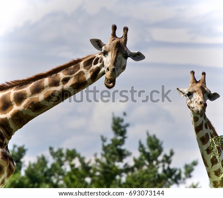 Image of a pair of cute giraffes eating leaves