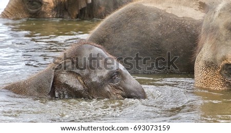 Picture with a funny young elephant swimming