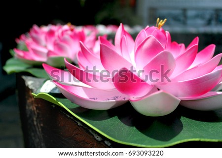 Large lotus flowers.