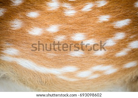 Deer in forest Africa,White spots brown animal skin texture background.