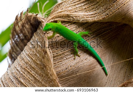 Lizard on Palm Leaves Tropical Background Sun Light Holiday Travel Design Space Palm Trees Branches Landscape Indonesia Seychelles Philippines Travel Island Relax Sea Ocean 