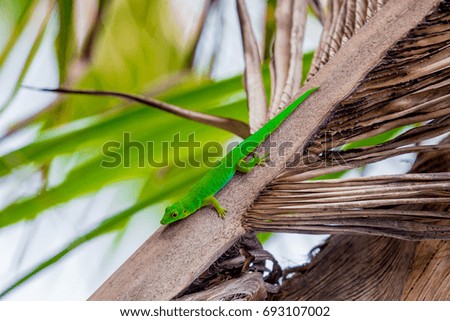 Lizard on Palm Leaves Tropical Background Sun Light Holiday Travel Design Space Palm Trees Branches Landscape Indonesia Seychelles Philippines Travel Island Relax Sea Ocean