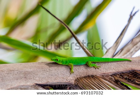 Lizard on Palm Leaves Tropical Background Sun Light Holiday Travel Design Space Palm Trees Branches Landscape Indonesia Seychelles Philippines Travel Island Relax Sea Ocean 